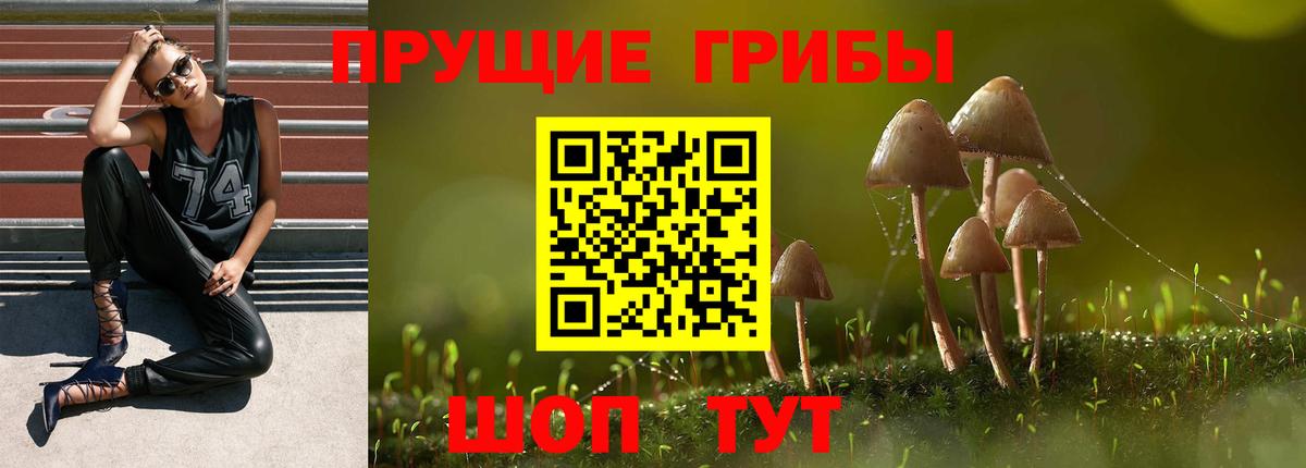 Мыски  Псилоцибиновые грибы Psilocybine cubensis  Вход с VPN 
